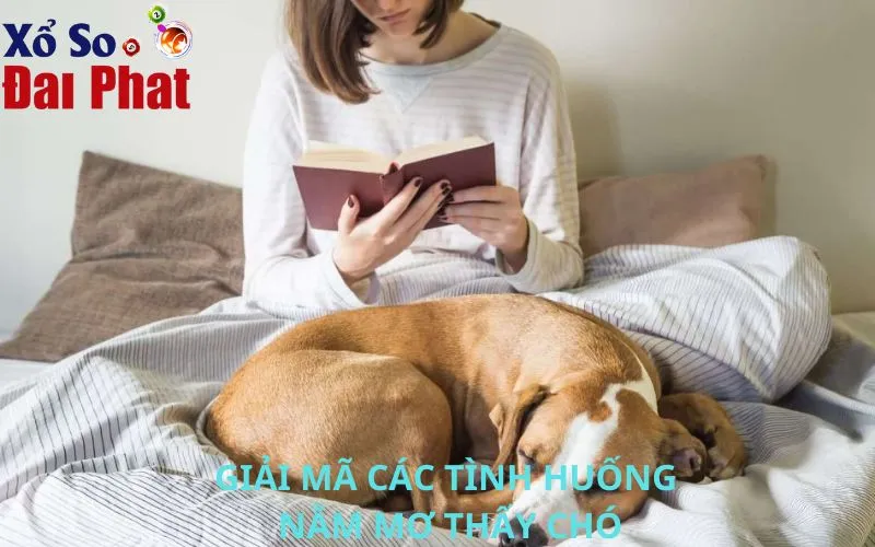 Giải mã các tình huống nằm mơ thấy chó